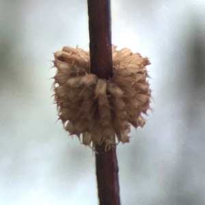 Paropsis atomaria at Harcourt Hill - 16 Mar 2024