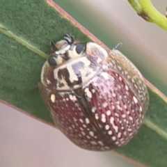 Paropsisterna decolorata (A Eucalyptus leaf beetle) at Nicholls, ACT - 16 Mar 2024 by Hejor1