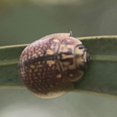 Paropsisterna decolorata at Nicholls, ACT - 16 Mar 2024