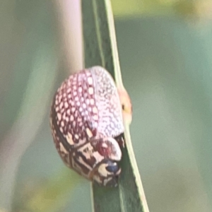 Paropsisterna decolorata at Nicholls, ACT - 16 Mar 2024