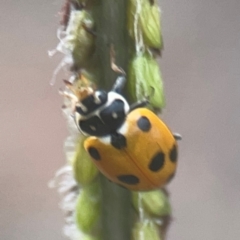 Hippodamia variegata (Spotted Amber Ladybird) at Nicholls, ACT - 16 Mar 2024 by Hejor1