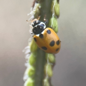 Hippodamia variegata at Nicholls, ACT - 16 Mar 2024