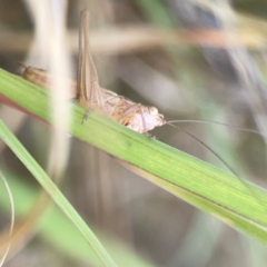 Conocephalus sp. (genus) (A Tussock Katydid) at Nicholls, ACT - 16 Mar 2024 by Hejor1