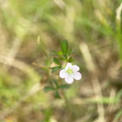 Geranium sp. Pleated sepals (D.E.Albrecht 4707) Vic. Herbarium at Harcourt Hill - 16 Mar 2024 by Hejor1