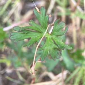 Geranium sp. Pleated sepals (D.E.Albrecht 4707) Vic. Herbarium at Harcourt Hill - 16 Mar 2024