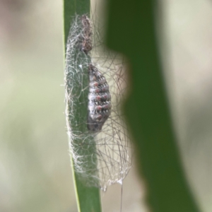 Anestia (genus) at Nicholls, ACT - 16 Mar 2024