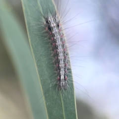 Anestia (genus) at Nicholls, ACT - 16 Mar 2024