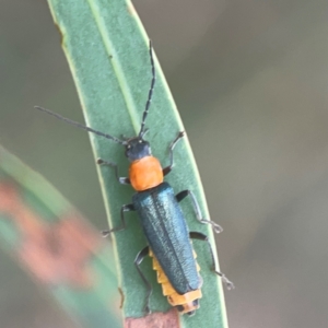 Chauliognathus tricolor at Nicholls, ACT - 16 Mar 2024