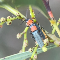 Chauliognathus tricolor at Nicholls, ACT - 16 Mar 2024