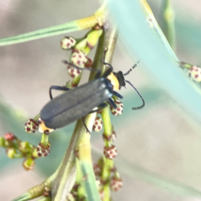 Chauliognathus lugubris (Plague Soldier Beetle) at Nicholls, ACT - 16 Mar 2024 by Hejor1