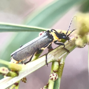 Chauliognathus lugubris at Nicholls, ACT - 16 Mar 2024 04:58 PM