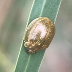 Paropsisterna cloelia (Eucalyptus variegated beetle) at Nicholls, ACT - 16 Mar 2024 by Hejor1