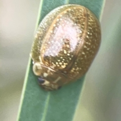 Paropsisterna cloelia at Nicholls, ACT - 16 Mar 2024 04:59 PM