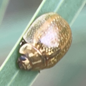 Paropsisterna cloelia at Nicholls, ACT - 16 Mar 2024 04:59 PM