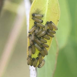 Paropsisterna cloelia at Nicholls, ACT - 16 Mar 2024