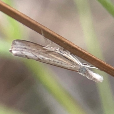 Culladia cuneiferellus (Crambinae moth) at Nicholls, ACT - 16 Mar 2024 by Hejor1