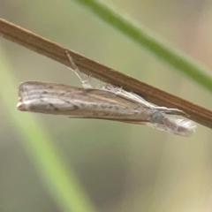 Culladia cuneiferellus at Harcourt Hill - 16 Mar 2024 05:20 PM