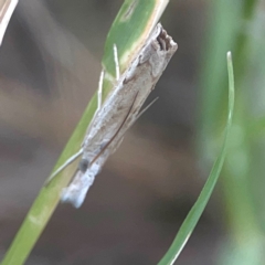 Culladia cuneiferellus (Crambinae moth) at Harcourt Hill - 16 Mar 2024 by Hejor1