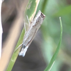 Culladia cuneiferellus at Harcourt Hill - 16 Mar 2024 05:47 PM