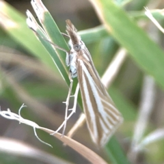 Hednota species near grammellus (Pyralid or snout moth) at Nicholls, ACT - 16 Mar 2024 by Hejor1