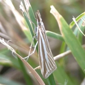 Hednota species near grammellus at Harcourt Hill - 16 Mar 2024 05:53 PM