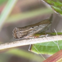 Faveria tritalis (Couchgrass Webworm) at Harcourt Hill - 16 Mar 2024 by Hejor1