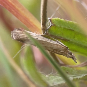 Faveria tritalis at Harcourt Hill - 16 Mar 2024