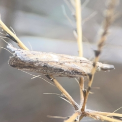 Faveria tritalis (Couchgrass Webworm) at Nicholls, ACT - 16 Mar 2024 by Hejor1