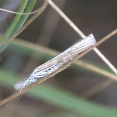 Culladia cuneiferellus (Crambinae moth) at Nicholls, ACT - 16 Mar 2024 by Hejor1