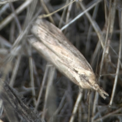 Faveria tritalis (Couchgrass Webworm) at Harcourt Hill - 16 Mar 2024 by Hejor1