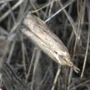 Faveria tritalis at Harcourt Hill - 16 Mar 2024 06:04 PM