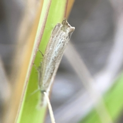 Culladia cuneiferellus (Crambinae moth) at Nicholls, ACT - 16 Mar 2024 by Hejor1