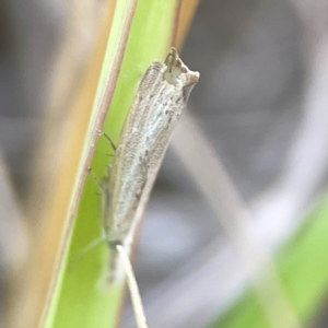 Culladia cuneiferellus at Harcourt Hill - 16 Mar 2024