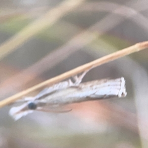 Culladia cuneiferellus at Harcourt Hill - 16 Mar 2024