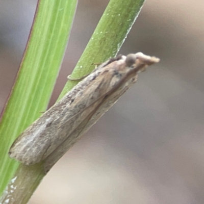 Faveria tritalis (Couchgrass Webworm) at Nicholls, ACT - 16 Mar 2024 by Hejor1