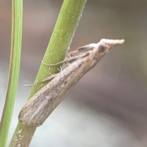 Faveria tritalis at Harcourt Hill - 16 Mar 2024 06:10 PM