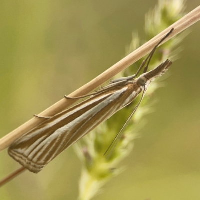 Hednota species near grammellus (Pyralid or snout moth) at Nicholls, ACT - 16 Mar 2024 by Hejor1