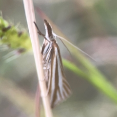 Hednota species near grammellus at Harcourt Hill - 16 Mar 2024