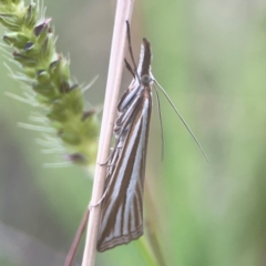 Hednota species near grammellus at Harcourt Hill - 16 Mar 2024 06:15 PM