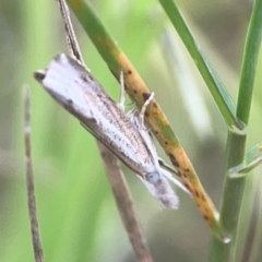 Culladia cuneiferellus at Harcourt Hill - 16 Mar 2024