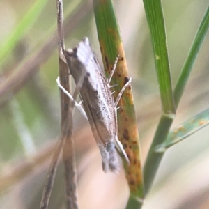 Culladia cuneiferellus at Harcourt Hill - 16 Mar 2024 06:16 PM