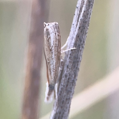 Culladia cuneiferellus (Crambinae moth) at Nicholls, ACT - 16 Mar 2024 by Hejor1