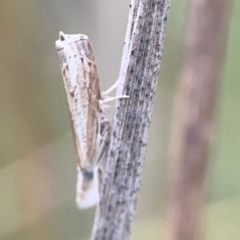 Culladia cuneiferellus at Harcourt Hill - 16 Mar 2024