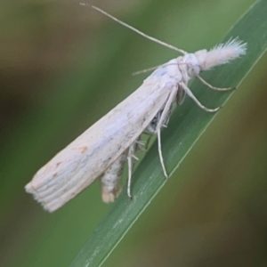 Culladia cuneiferellus at Harcourt Hill - 16 Mar 2024