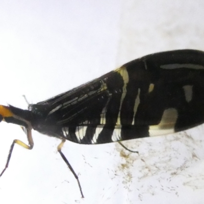 Porismus strigatus (Pied Lacewing) at Flea Bog Flat to Emu Creek Corridor - 16 Mar 2024 by JohnGiacon