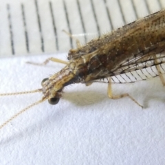 Stenosmylus tenuis (Osmylid lacewing) at Flea Bog Flat to Emu Creek Corridor - 16 Mar 2024 by JohnGiacon