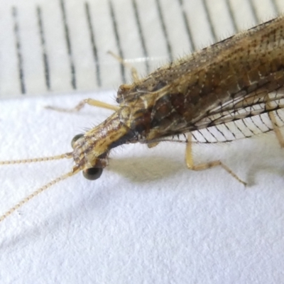 Stenosmylus tenuis (Osmylid lacewing) at Emu Creek - 16 Mar 2024 by JohnGiacon