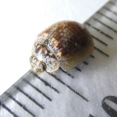 Paropsisterna m-fuscum (Eucalyptus Leaf Beetle) at Emu Creek - 16 Mar 2024 by JohnGiacon