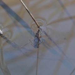 Enithares sp. (genus) (Backswimmer) at Denman Prospect, ACT - 17 Jul 2023 by RobG1