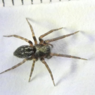 Badumna longinqua (Grey House Spider) at Emu Creek Belconnen (ECB) - 16 Mar 2024 by JohnGiacon